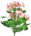Цветы в PNG